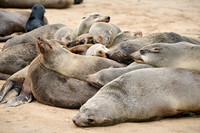 Brown fur seal colonies with babies, Cape Cross