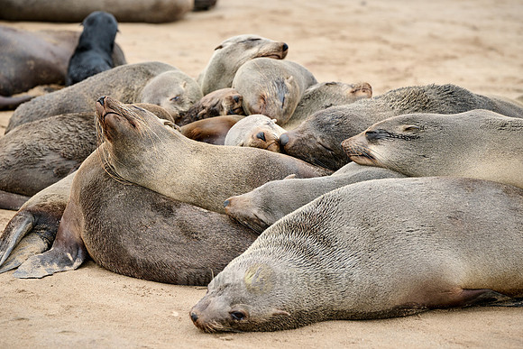 Brown fur seal colonies with babies, Cape Cross