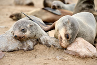 Brown fur seal colonies with babies, Cape Cross
