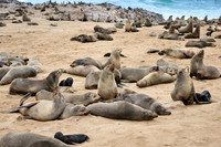 Brown fur seal colonies with babies, Cape Cross
