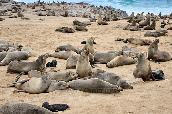 Brown fur seal colonies with babies, Cape Cross
