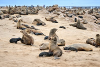 Brown fur seal colonies with babies, Cape Cross