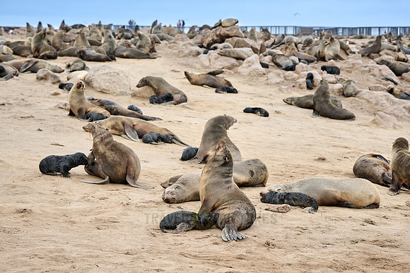Brown fur seal colonies with babies, Cape Cross