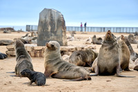 Brown fur seal colonies with babies, Cape Cross