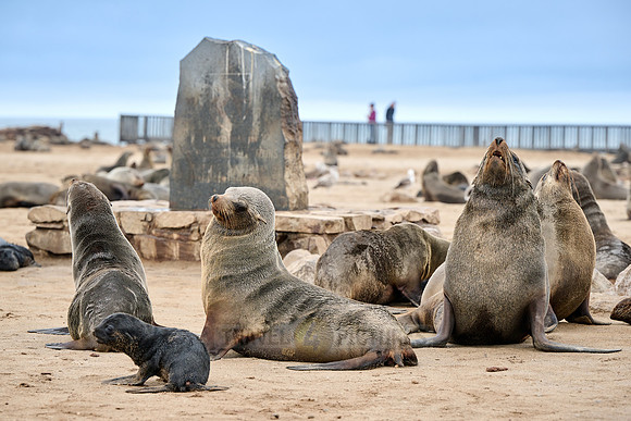 Brown fur seal colonies with babies, Cape Cross