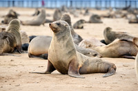 Brown fur seal colonies with babies, Cape Cross