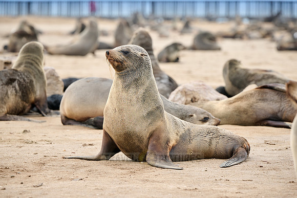 Brown fur seal colonies with babies, Cape Cross