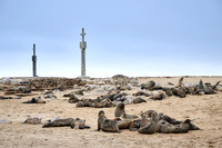 Brown fur seal colonies with babies, Cape Cross