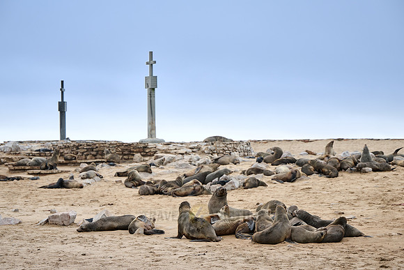 Brown fur seal colonies with babies, Cape Cross