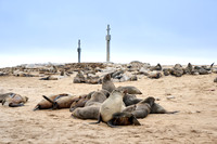 Brown fur seal colonies with babies, Cape Cross