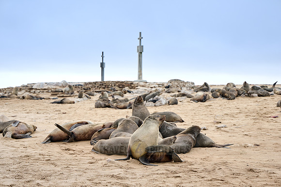 Brown fur seal colonies with babies, Cape Cross