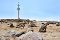Brown fur seal colonies with babies, Cape Cross