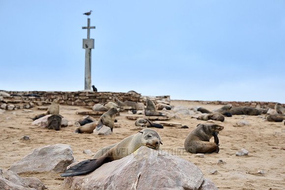 Brown fur seal colonies with babies, Cape Cross