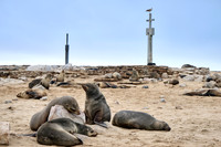 Brown fur seal colonies with babies, Cape Cross