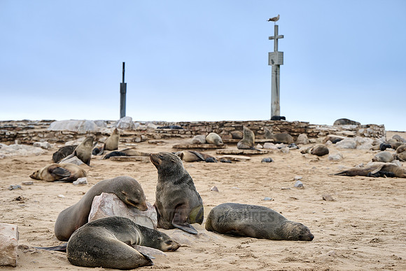 Brown fur seal colonies with babies, Cape Cross