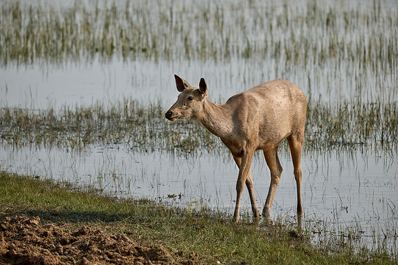 Sambar (Rusa unicolor)