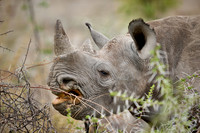 Black rhinoceros (Diceros bicornis)