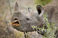 Black rhinoceros (Diceros bicornis)