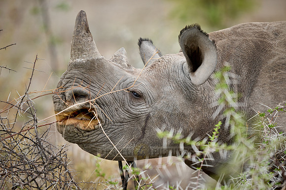 Black rhinoceros (Diceros bicornis)