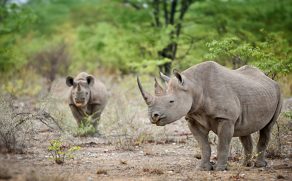 Black rhinoceros (Diceros bicornis) mother with youngster