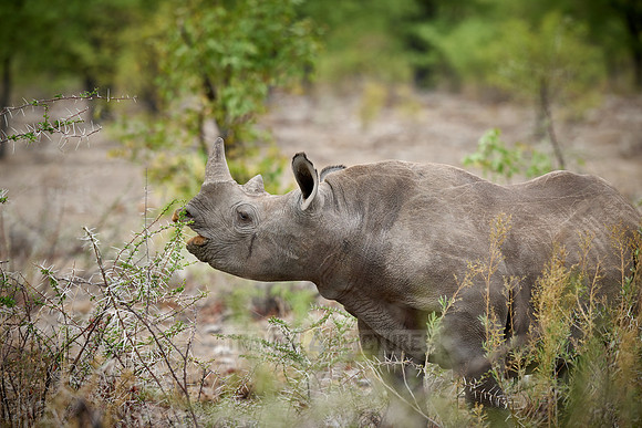 Black rhinoceros (Diceros bicornis)
