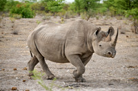 Black rhinoceros (Diceros bicornis)