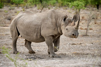 Black rhinoceros (Diceros bicornis)