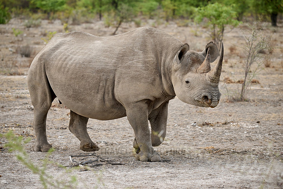 Black rhinoceros (Diceros bicornis)