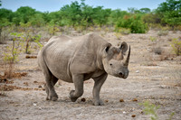 Black rhinoceros (Diceros bicornis)