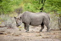 Black rhinoceros (Diceros bicornis)