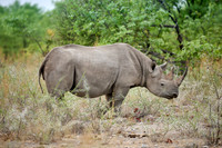 Black rhinoceros (Diceros bicornis)