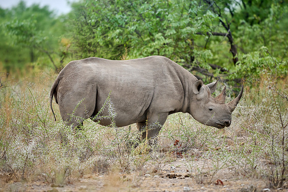 Black rhinoceros (Diceros bicornis)