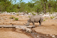 Black rhinoceros (Diceros bicornis)