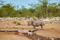 Black rhinoceros (Diceros bicornis)
