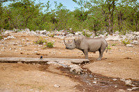 Black rhinoceros (Diceros bicornis)