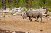 Black rhinoceros (Diceros bicornis)