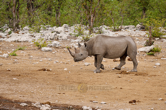 Black rhinoceros (Diceros bicornis)
