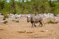 Black rhinoceros (Diceros bicornis)