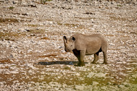 Black rhinoceros (Diceros bicornis)