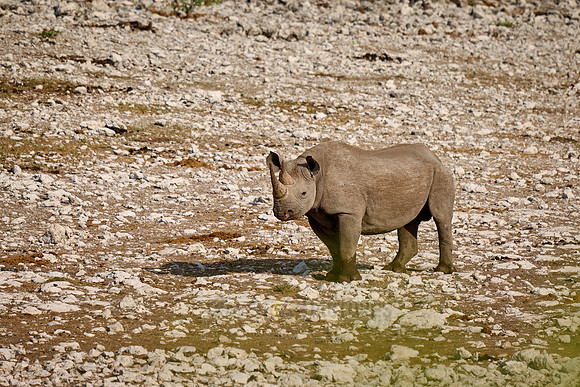 Black rhinoceros (Diceros bicornis)