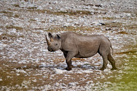 Black rhinoceros (Diceros bicornis)