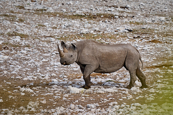 Black rhinoceros (Diceros bicornis)