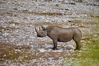 Black rhinoceros (Diceros bicornis)