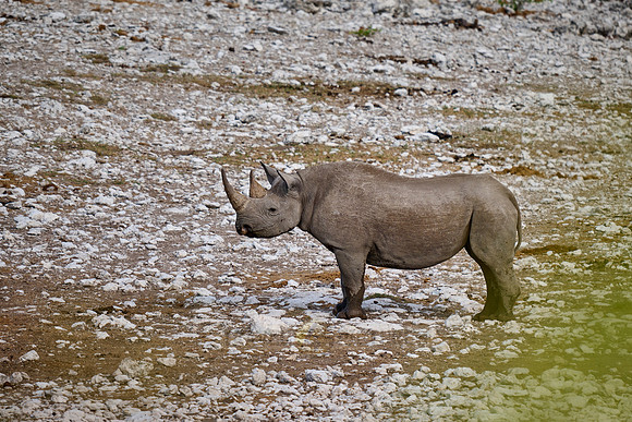 Black rhinoceros (Diceros bicornis)