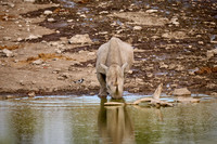 Black rhinoceros (Diceros bicornis)