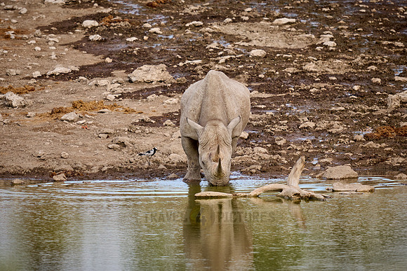Black rhinoceros (Diceros bicornis)