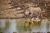 Black rhinoceros (Diceros bicornis)