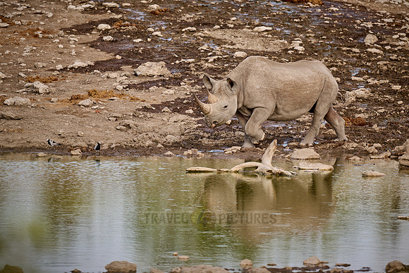 Black rhinoceros (Diceros bicornis)
