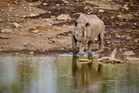 Black rhinoceros (Diceros bicornis)