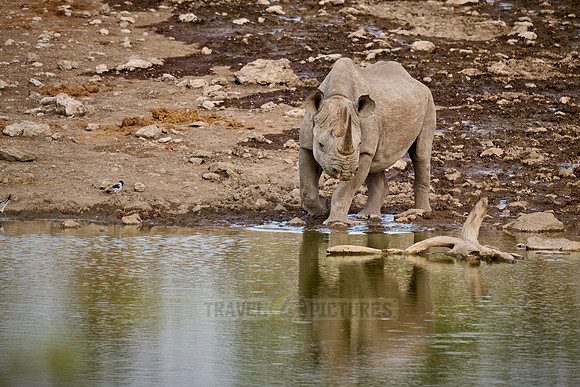 Black rhinoceros (Diceros bicornis)